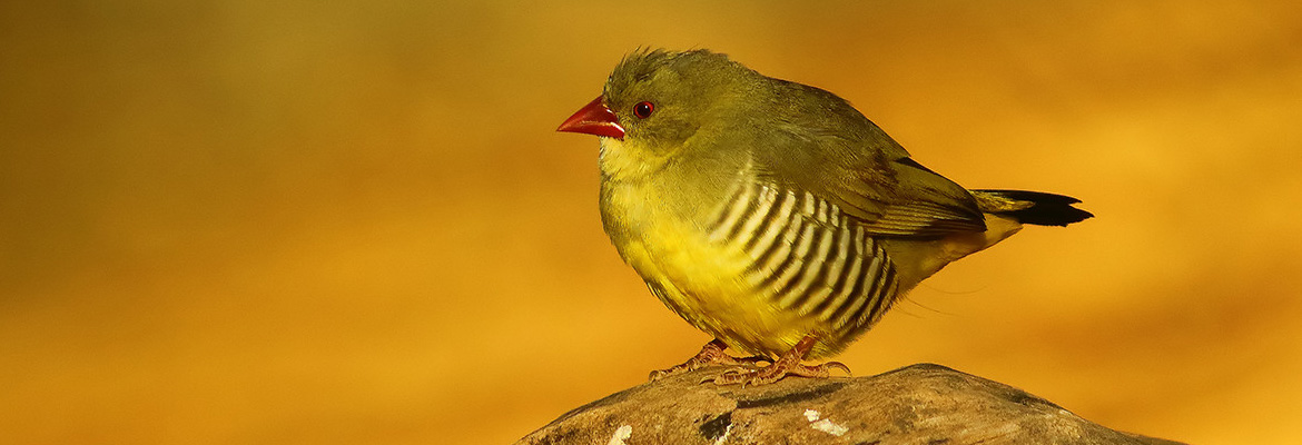 Green Avadavat - NW India birding 