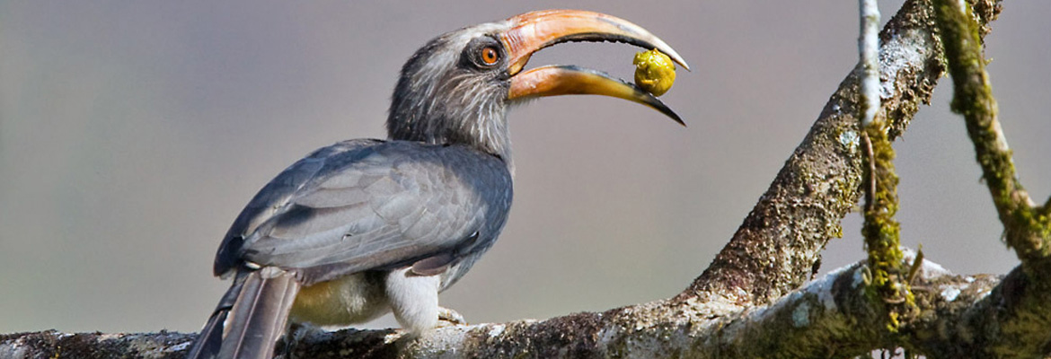 Hornbill india birding